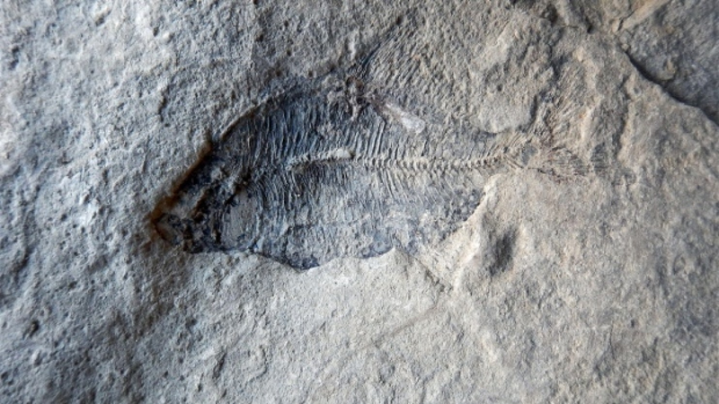 Illustration for article titled Creationist Digs up 60 Million Year-Old Fish Fossils